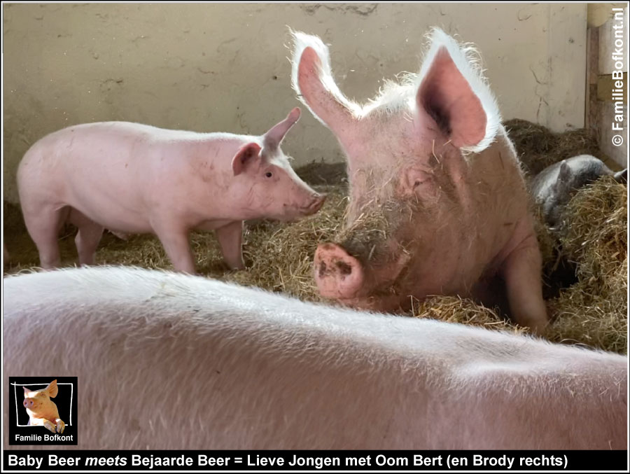 Baby Beer meets Bejaarde Beer = Lieve Jongen met Oom Bert (en Brody rechts)