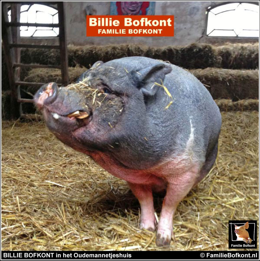 BILLIE BOFKONT in het Oudemannetjeshuis