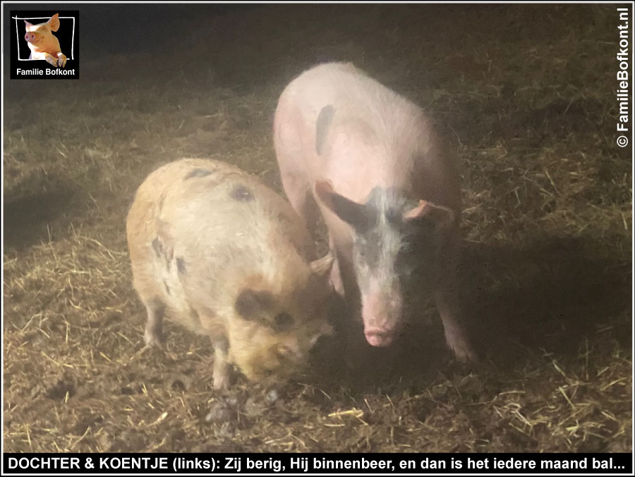 DOCHTER & KOENTJE (links): Zij berig, Hij binnenbeer, en dan is het iedere maand bal...