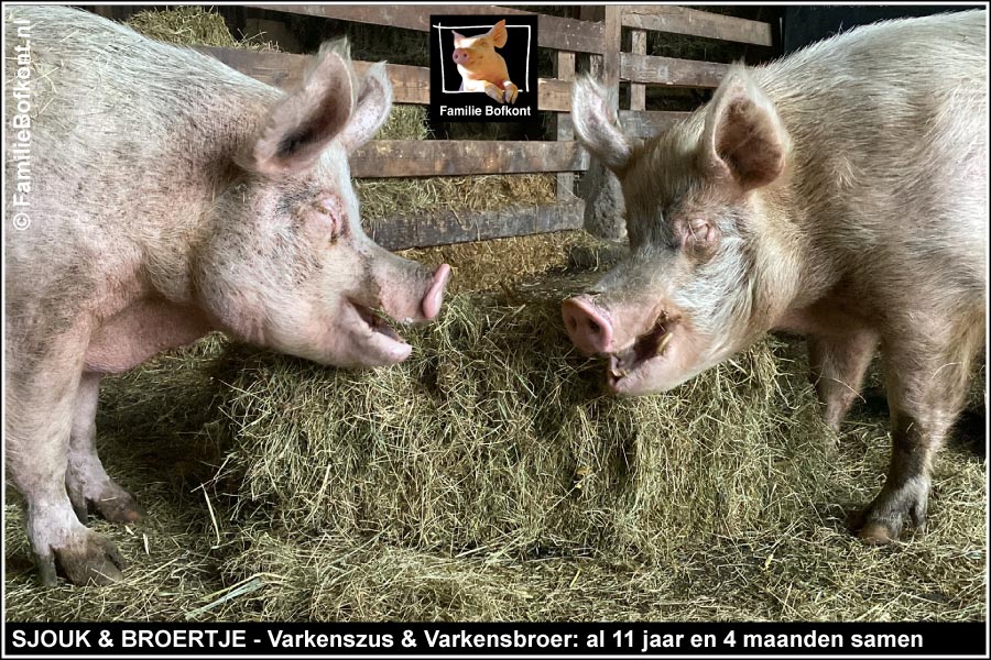 SJOUK & BROERTJE - Varkenszus & Varkensbroer: al 11 jaar en 4 maanden samen