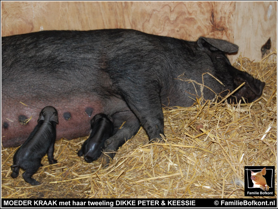 MOEDER KRAAK met haar tweeling DIKKE PETER & KEESSIE