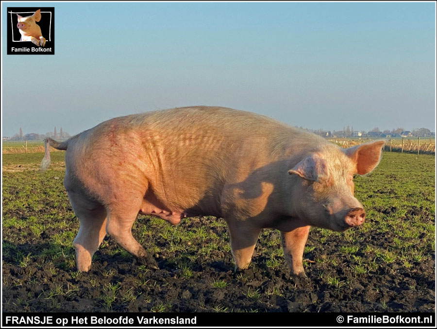 Fransje op Het Beloofde Varkensland