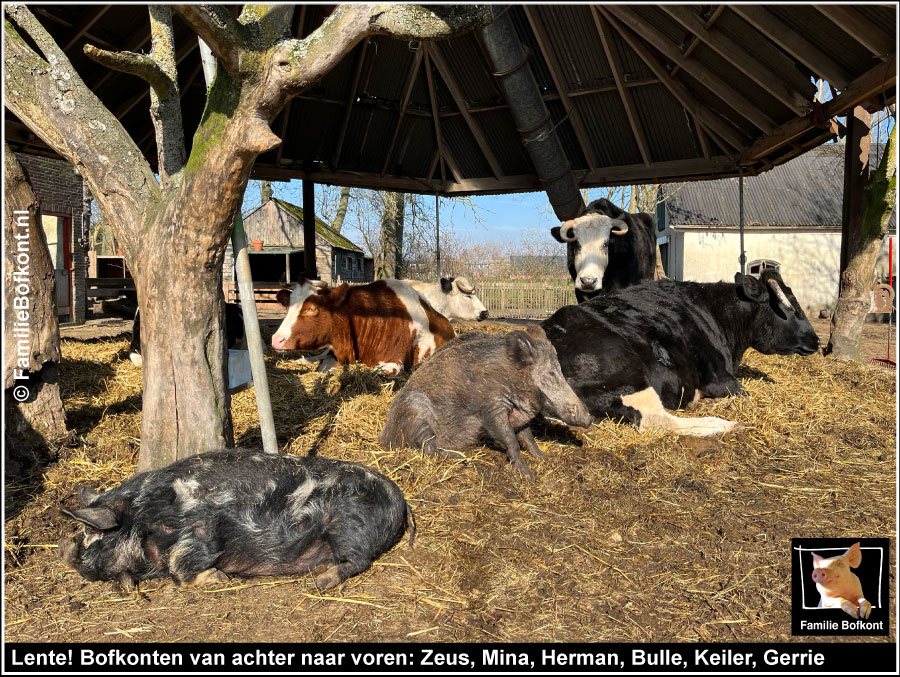 Lente! Bofkonten van achter naar voren: Zeus, Mina, Herman, Bulle, Keiler, Gerrie