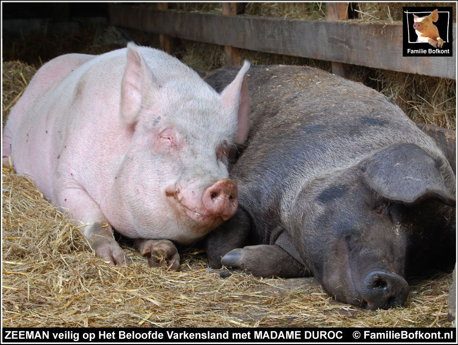 ZEEMAN veilig op Het Beloofde Varkensland met MADAME DUROC