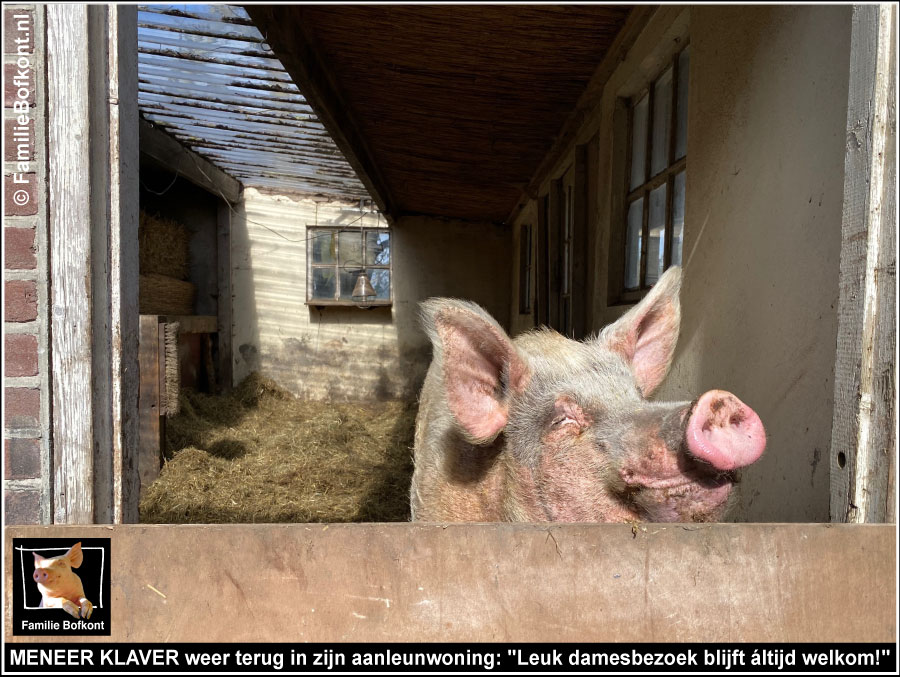 MENEER KLAVER weer terug in zijn aanleunwoning: 