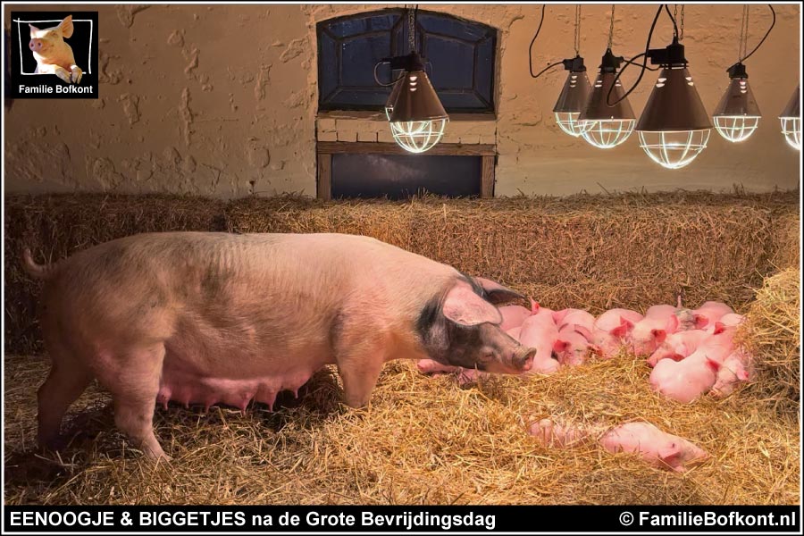 EENOOGJE & BIGGETJES na de Grote Bevrijdingsdag