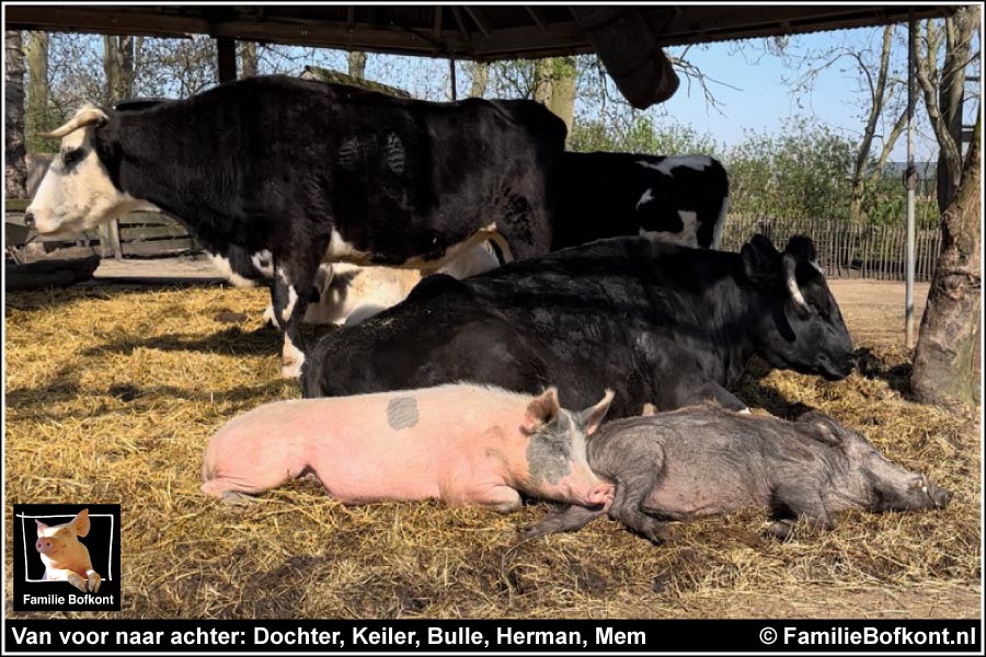 Van voor naar achter: Dochter, Keiler, Bulle, Herman, Mem