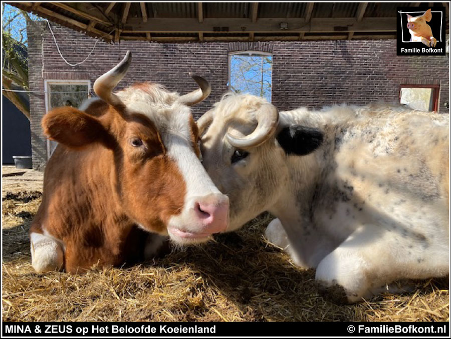 MINA & ZEUS op Het Beloofde Koeienland