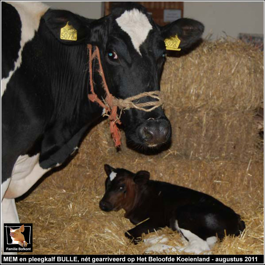 MEM en pleegkalf BULLE, nét gearriveerd op Het Beloofde Koeienland - augustus 2011