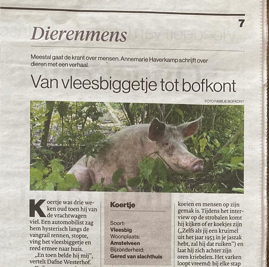 AD 29 april 2023 - KOERTJE van vleesbiggetje tot bofkont