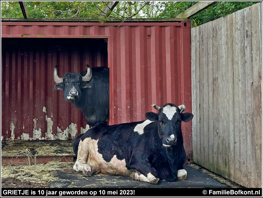 GRIETJE is 10 jaar geworden op 10 mei 2023!