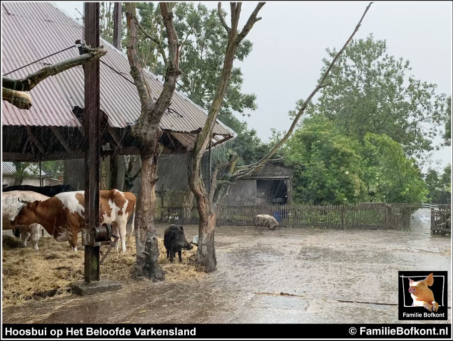 Hoosbui op Het Beloofde Varkensland