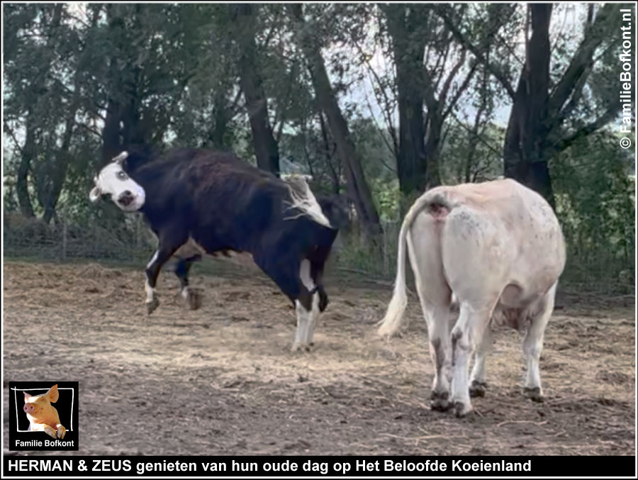 HERMAN & ZEUS genieten van hun oude dag op Het Beloofde Koeienland