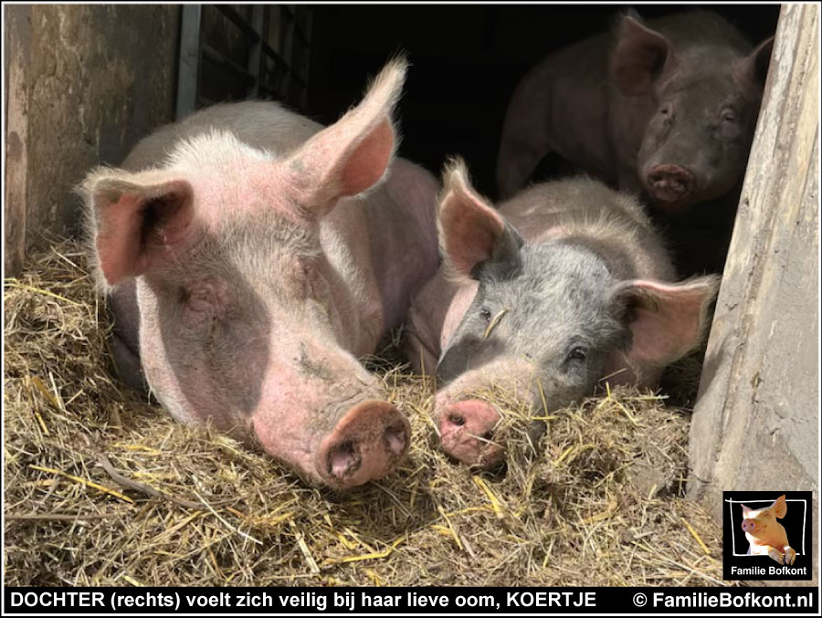 DOCHTER (rechts) voelt zich veilig bij haar lieve oom, KOERTJE