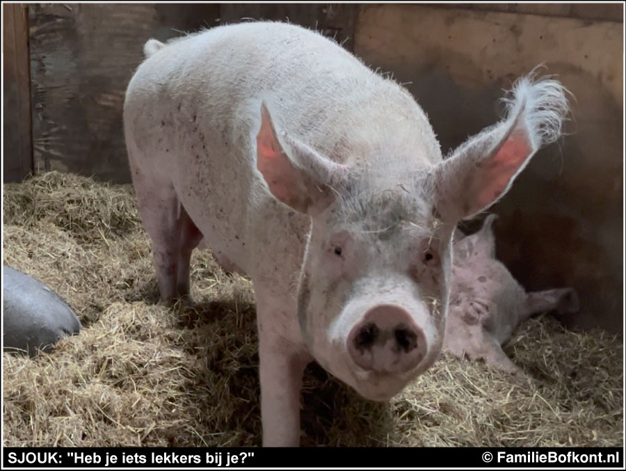 SJOUK: Heb je iets lekkers bij je?