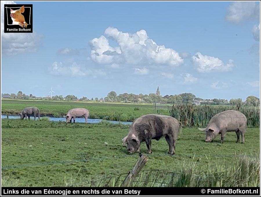 Links die van Eénoogje en rechts die van Betsy