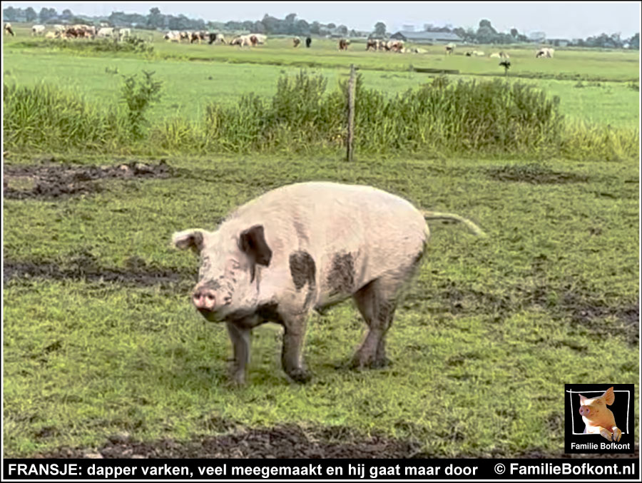 FRANSJE: dapper varken, veel meegemaakt en hij gaat maar door