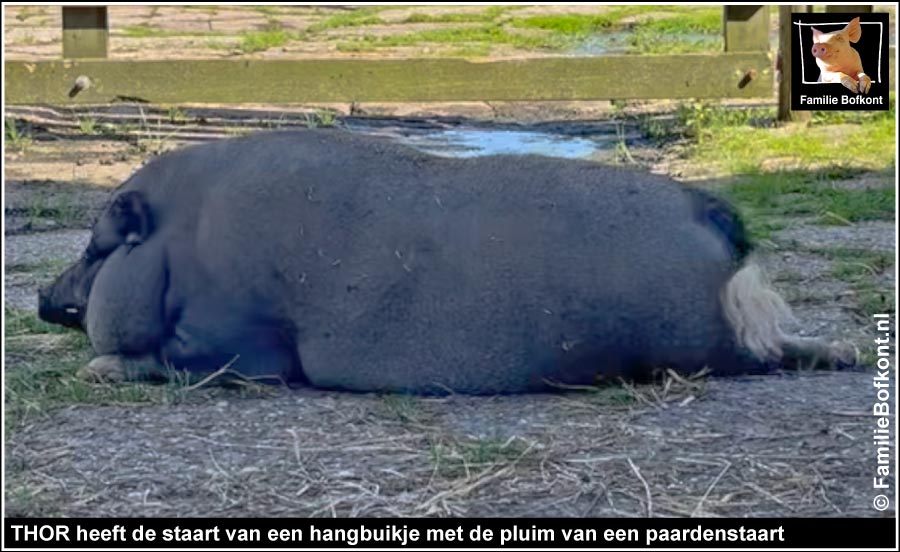 THOR heeft de staart van een hangbuikje met de pluim van een paardenstaart