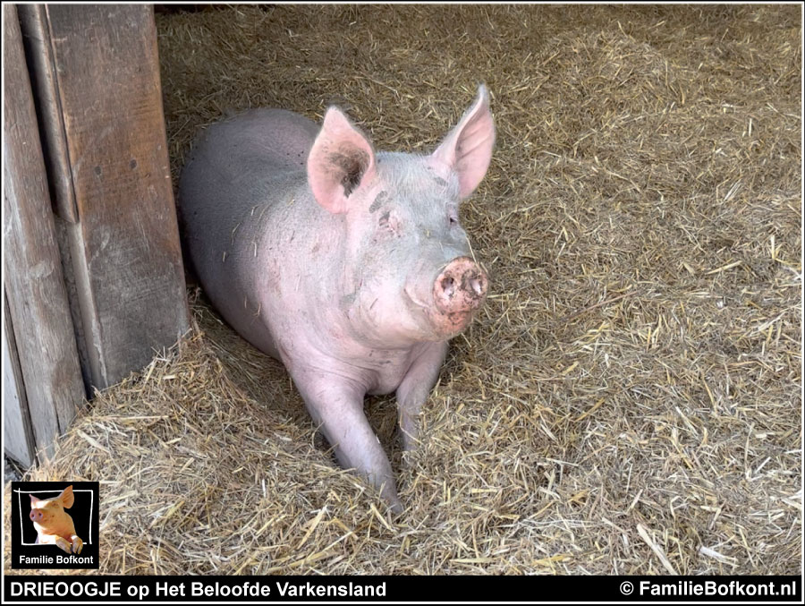 DRIEOOGJE op Het Beloofde Varkensland