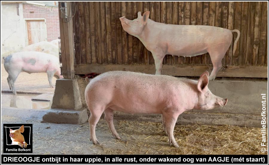 DRIEOOGJE ontbijt in haar uppie, in alle rust, onder wakend oog van AAGJE (met staart!)