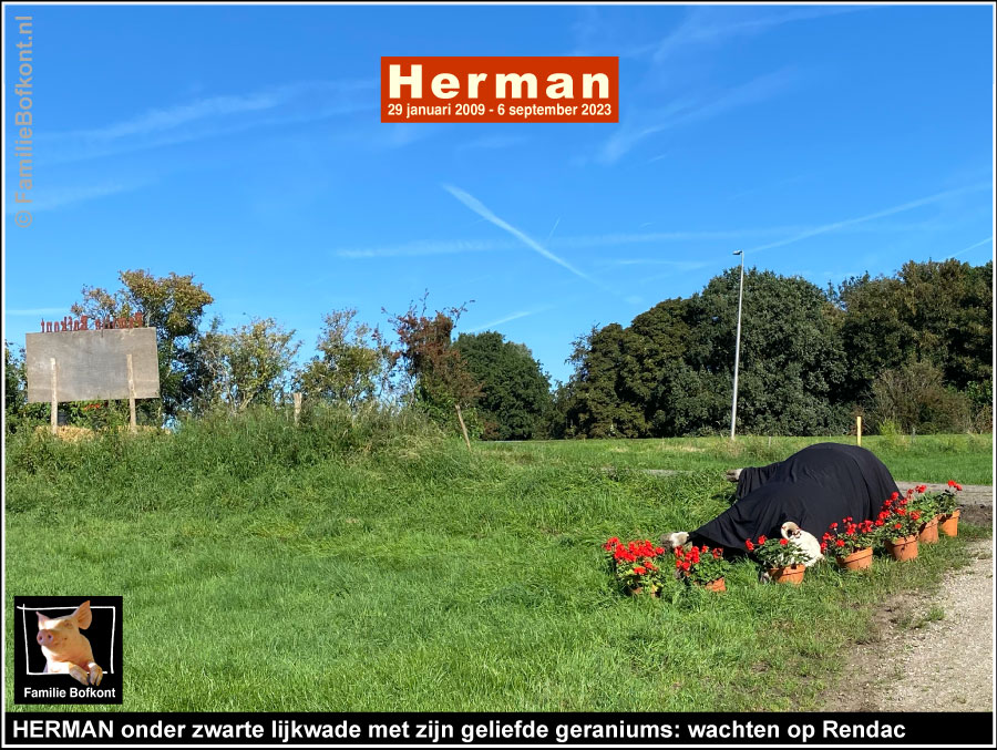 
HERMAN onder zwarte lijkwade met zijn geliefde geraniums: wachten op de Rendac