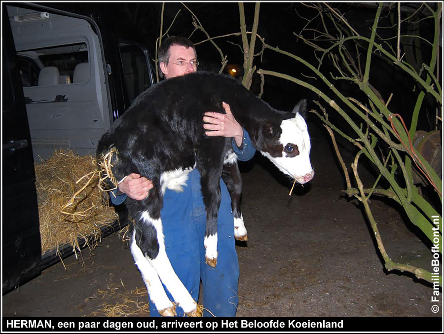 HERMAN, een paar dagen oud, arriveert op Het Beloofde Koeienland