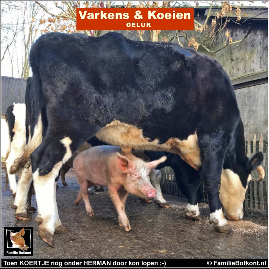 Toen KOERTJE nog onder HERMAN door kon lopen ;-) - Varkens & Koeien GELUK