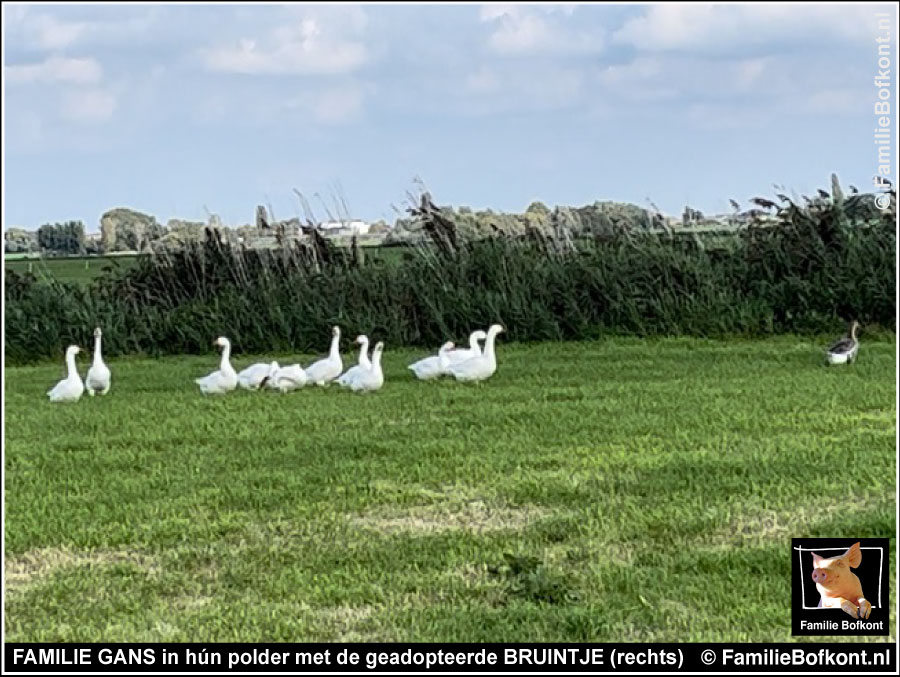 FAMILIE GANS in hún polder met de geadopteerde BRUINTJE (rechts)