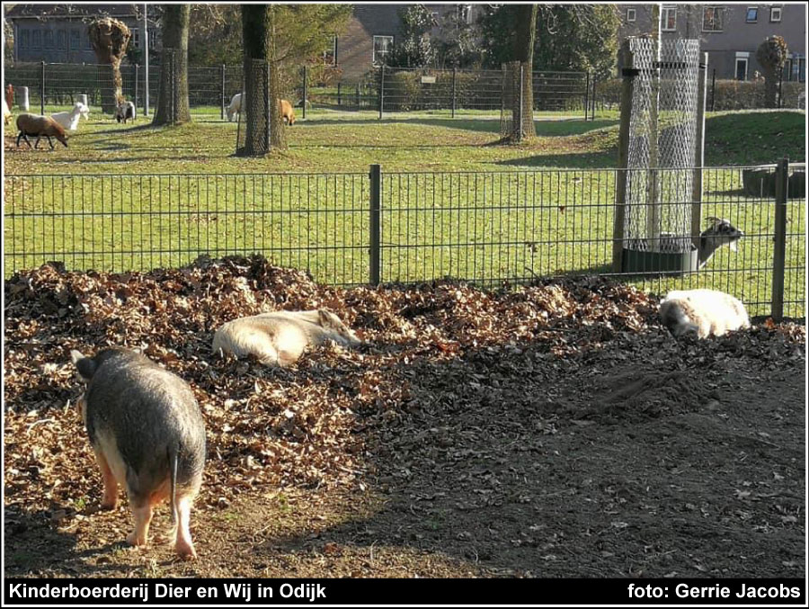 Kinderboerderij Dier en Wij in Odijk foto: Gerrie Jacobs