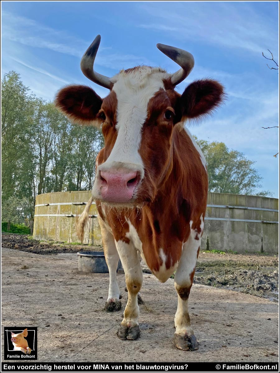 Een voorzichtig herstel voor MINA van het blauwtongvirus?