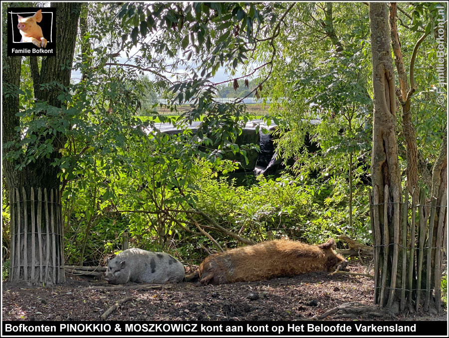 Bofkonten PINOKKIO & MOSZKOWICZ kont aan kont op Het Beloofde Varkensland