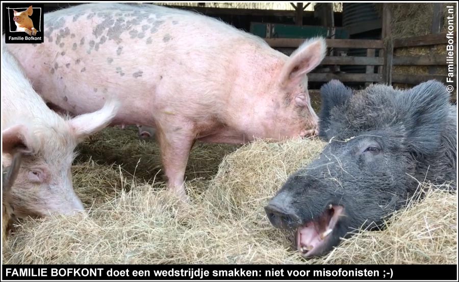 FAMILIE BOFKONT doet een wedstrijdje smakken: niet voor misofonisten ;-)