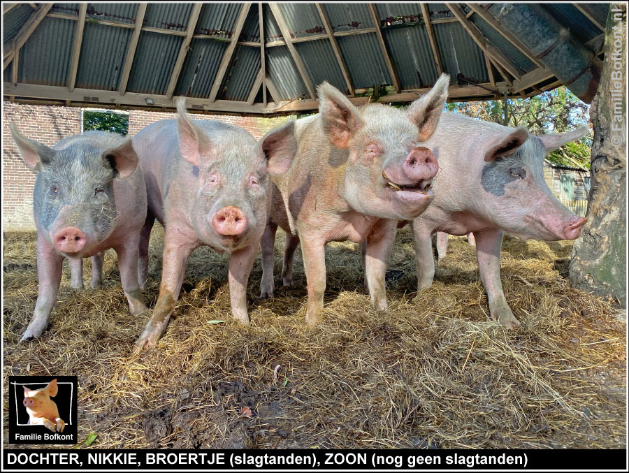 DOCHTER, NIKKIE, BROERTJE (slagtanden), ZOON (nog geen slagtanden)