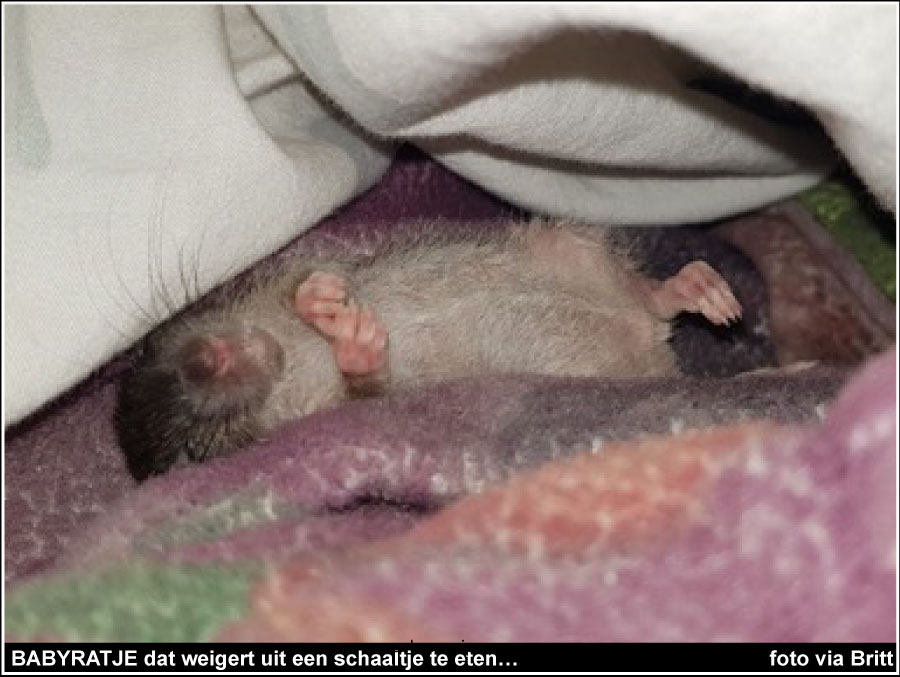 BABYRATJE dat weigert uit een schaaltje te eten… foto via Britt